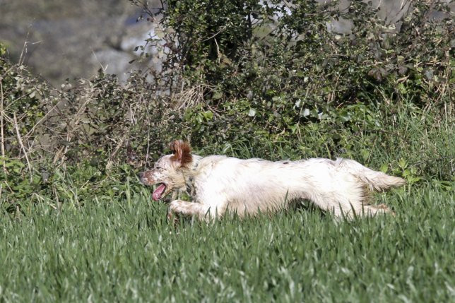 Junon des Landes du Menez Are