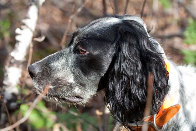 Portrait de setter anglais, oct. 2010 Portrait de setter anglais, oct. 2010