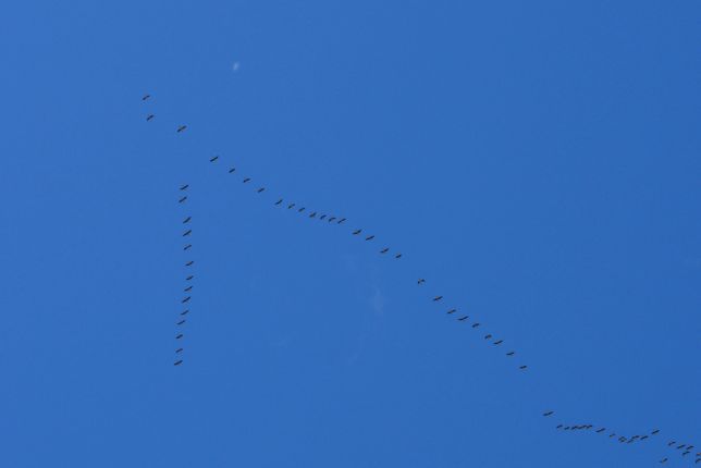 Outardes