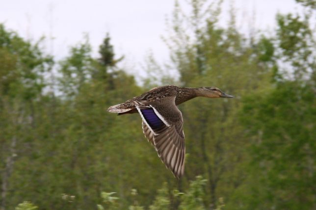 IMG_4784_canard.jpg