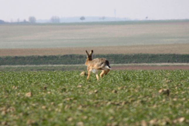 Heudicourt, lièvre.