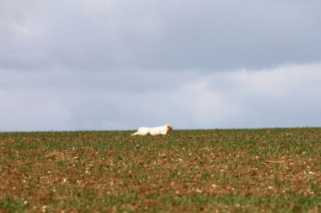 Anjou et Volt