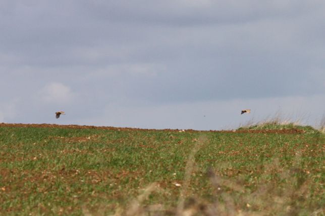 Anjou et Volt