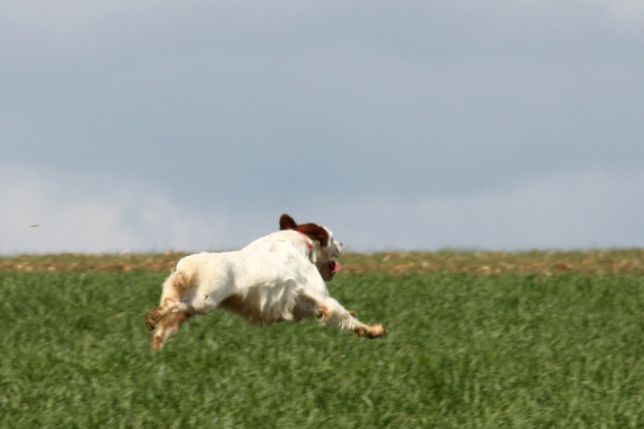 Anjou et Volt