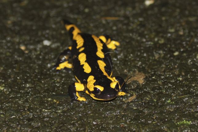 Salamandre (salamandre tachetée, salamandra salamandra)