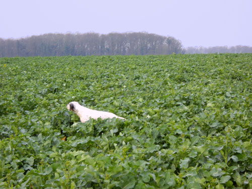 Arrêt dans le colza