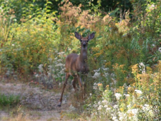 Spike (cerf de Virginie)