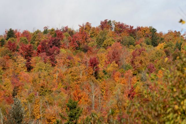 Couleurs d'automne