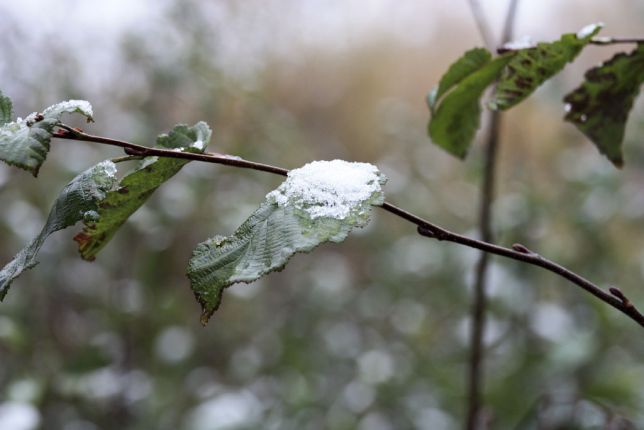 Neige sur les aulnes