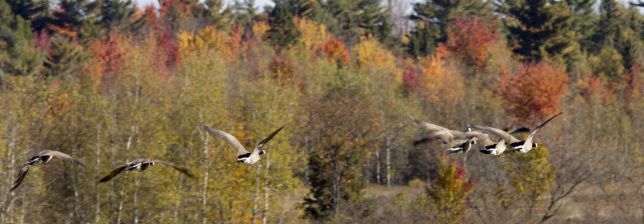 Vol d'outardes