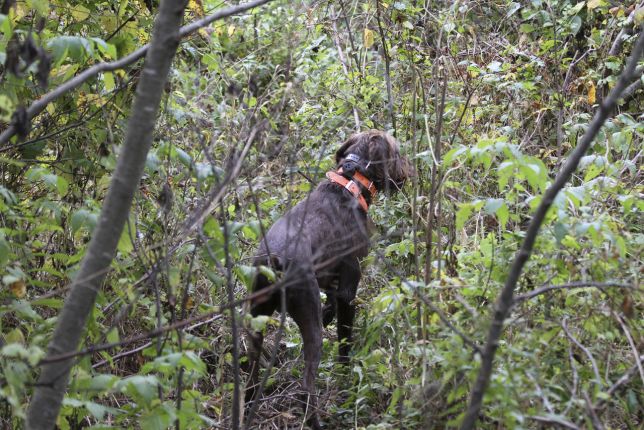 Bandit à l'arrêt sur bécasse, New Hampshire 2013