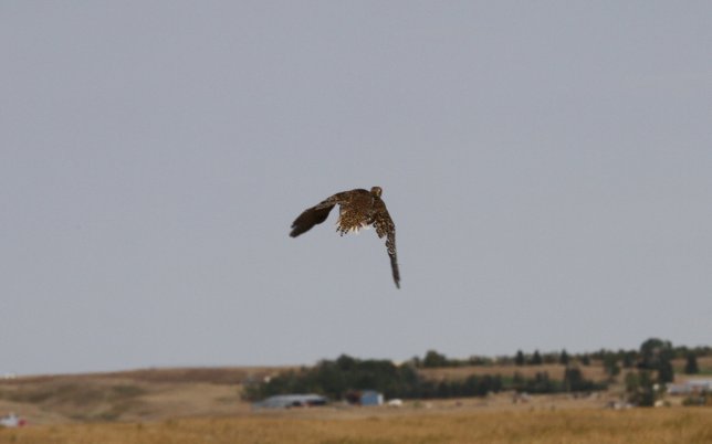 IMG_6706.JPG