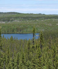 Québec - forêt boréale